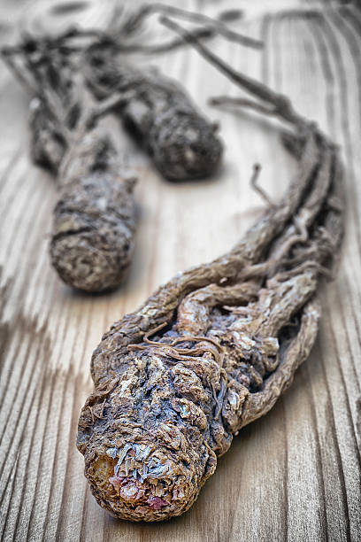 istock Dong Quai (Angelica sinensis), also known as Dang Gui Ginseng 589123072