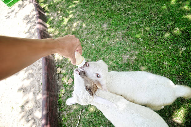 Sheep feeding : Close up stock photo