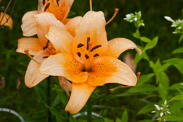 istock Orange lily flower close-up 589125940