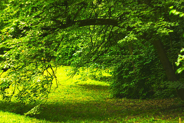 istock Bend tree branch in summer forest made arch to glade 589125948