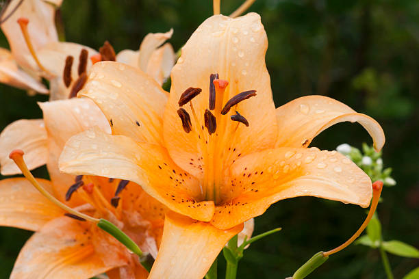 istock Orange lily flower close-up 589125964