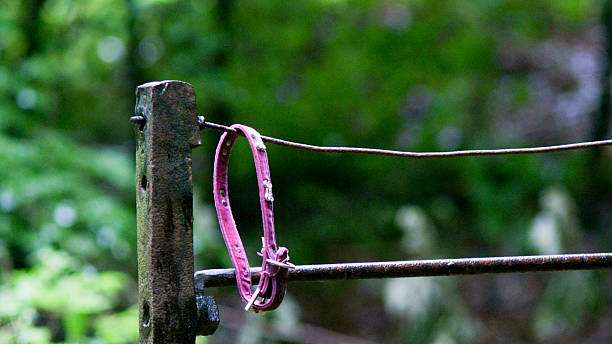 Dog collar on fence Birnam, Dunkeld, Scotland, August 2016. A small pink dog collar attached to a fence along a country lane. pet loss stock pictures, royalty-free photos & images