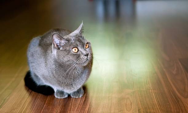 istock Closeup of grey British shorthair cat. 589126492