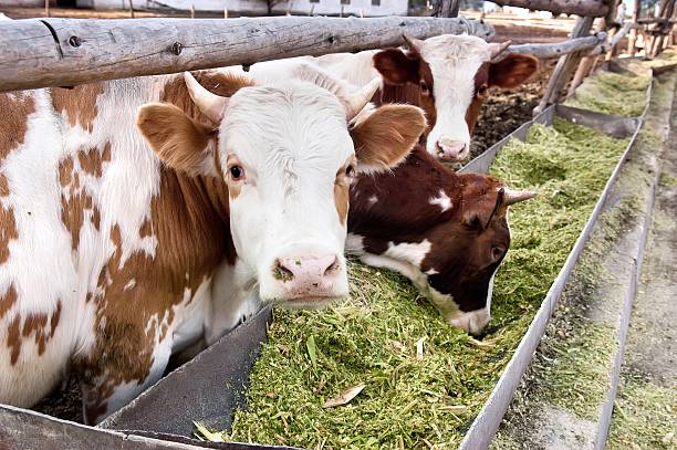 istock The dairy cows eat silage in a farm. 589126548