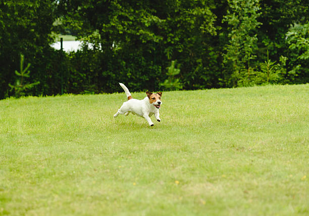 istock Happy pet dog playing at back yard green grass lawn 589126568