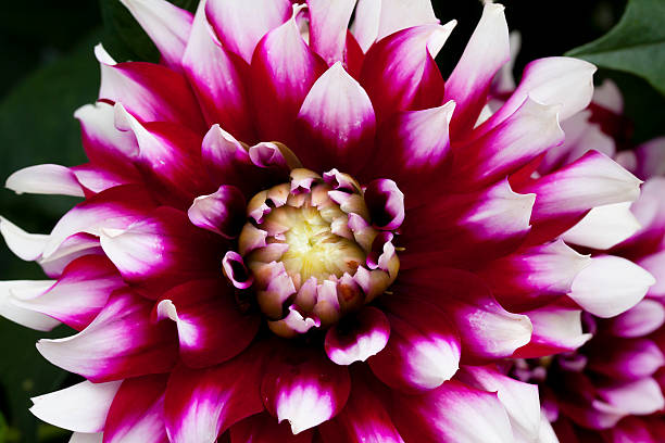 istock Big beautiful dahlia with red-white petals. 589126572