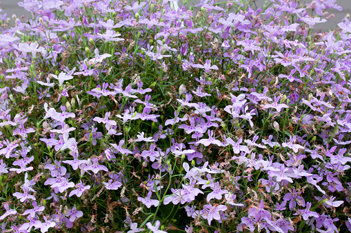 Purple lobelia Flowers large, close-up macro, in pot