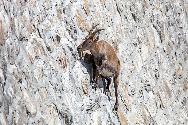 Alpine ibex at Cingino Dam stock photo