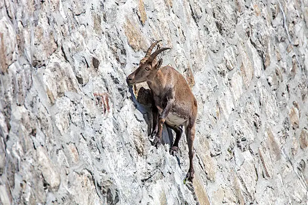 Female Alpine ibex at the Cingino Dam in the Antrona Valley (Piedmont, Italy). She climbs up the 160ft dam wall in order to lick salt from the stones.