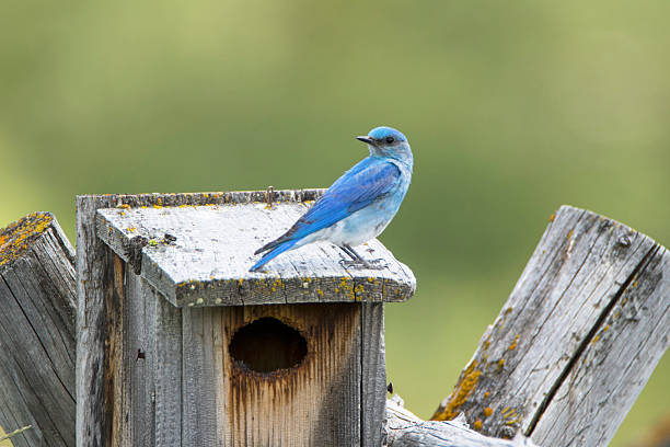 istock Bluebird sitting on birdhouse looking back 589128420