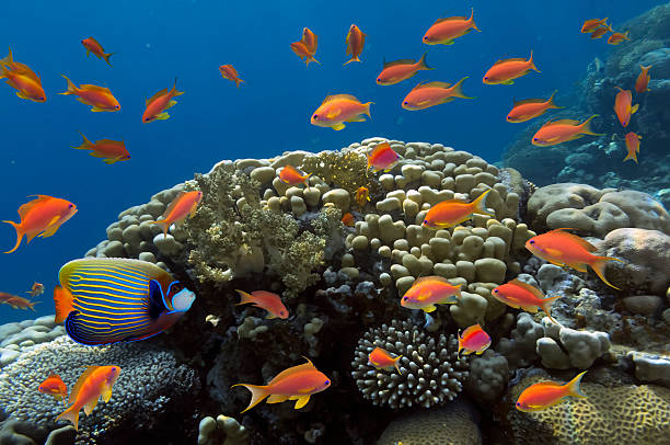 istock Coral and fish in the Red Sea. Egypt 589128604
