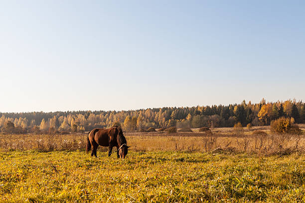 istock Rural landscape at autumn 589128762