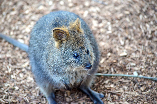 istock Quokka (Setonix brachyurus), a cute, small Australian kangaroo 589129484