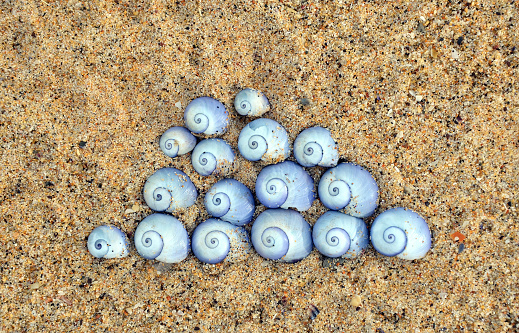 Violet Sea Snail shells (Janthina janthina) arranged in a Japanese cloud design on sand at the beach