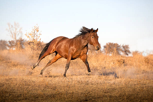 istock brown horse runs on the yellow grass 589132866