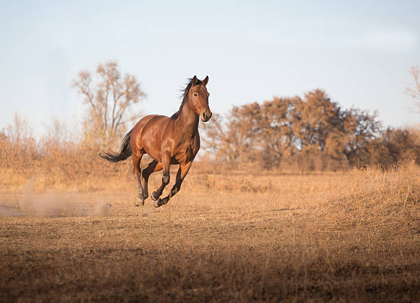 istock brown horse runs on the yellow grass 589132966