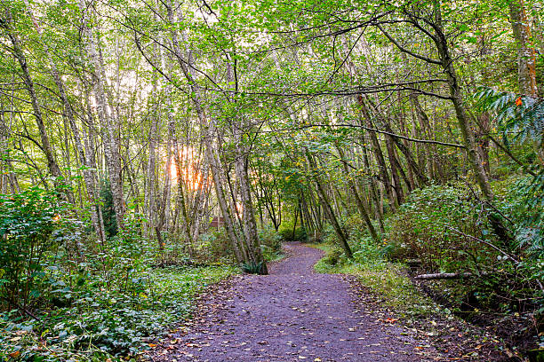 istock Sun rays filter through the forest canopy on hiking trail 589133054