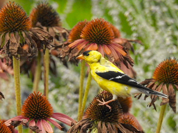istock Yellow Finch Foraging 589133442