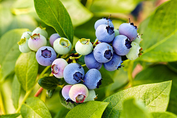 istock the branch of blueberryes 589133776