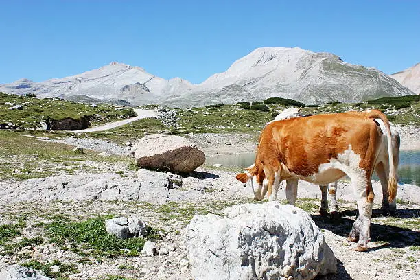 Photo of Cows grazing in mountain meadows Dolomiti FANES