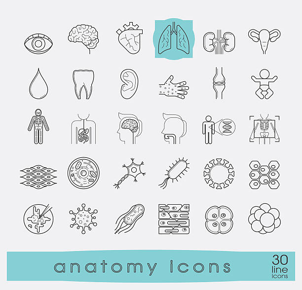 Icons presenting various organs and parts of the human body. Set of premium quality line icons. Collection of anatomy icons. Medical and science. human tissue stock illustrations