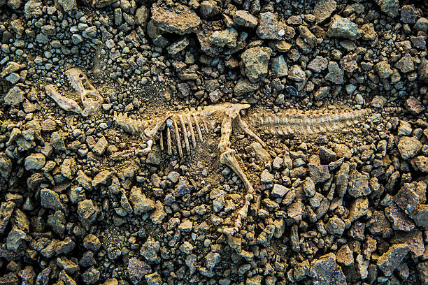 Fossils dig bones fossils T-rex dinosaur extinct stock pictures, royalty-free photos & images