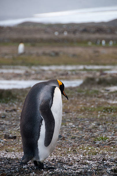 istock King Penguins at Fortuna Bay 589137028