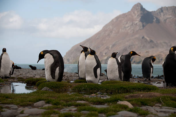 istock King Penguins at Fortuna Bay 589137126