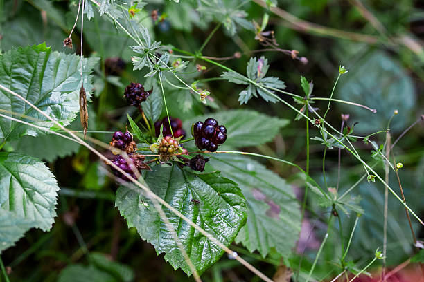 istock juicy forest blackberry 589137180