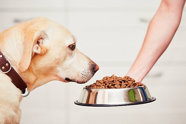 istock Feeding of the hungry dog 589137682