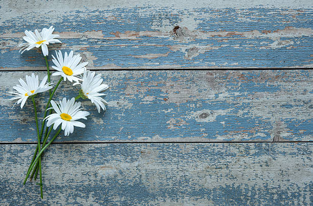 istock Daisy flowers on wooden background 589414960