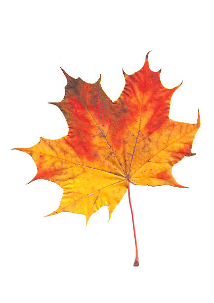 istock autumn colored leaves on a white background 589415282