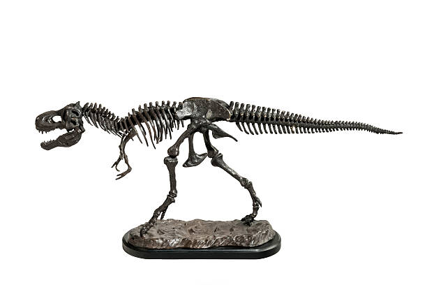 istock Dinosaur Tyrannosaurus-Rex skeleton metal model 589415988