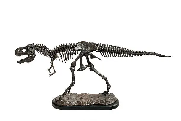 Bronze model of a Tyrannosaurus-Rex Dinosaur in skeletal form isolated on white with clippiing path