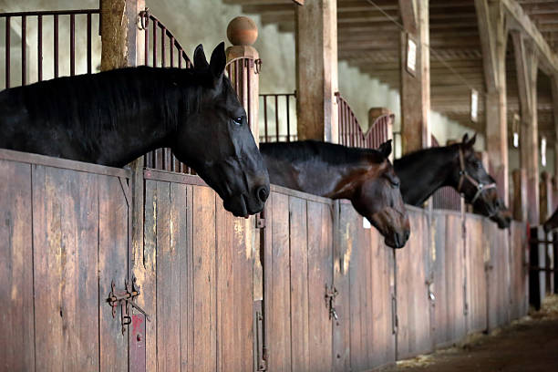 istock Horses in the vintage stable 589416294