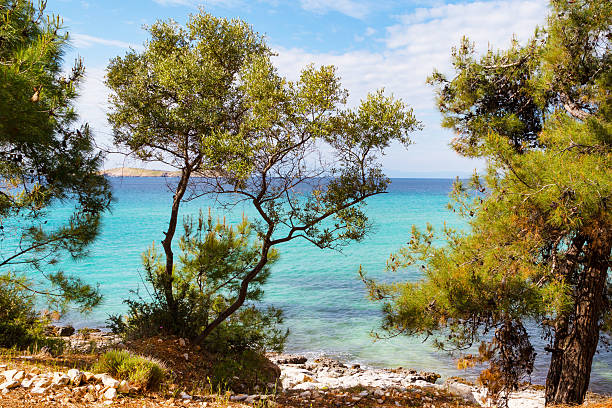 istock Summer vacation background with turquoise sea water bay and pine 589416342