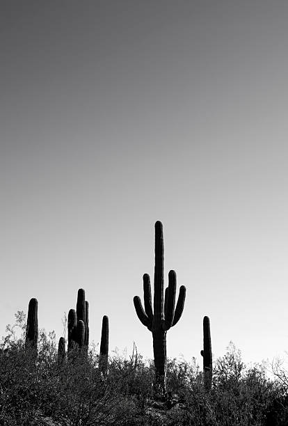 A Saguaro Cactus growing on a hillside in Arizona, United States. Black and white toned image.