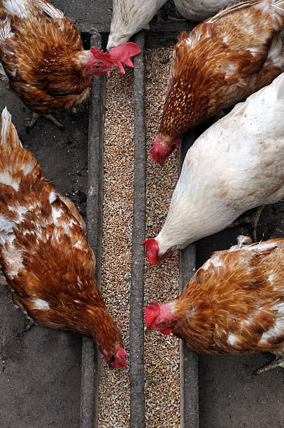 Domestic white and brown chicken eating millet. Domestic white and brown chicken eating millet from a wooden trough. Top view . feeding chickens stock pictures, royalty-free photos & images