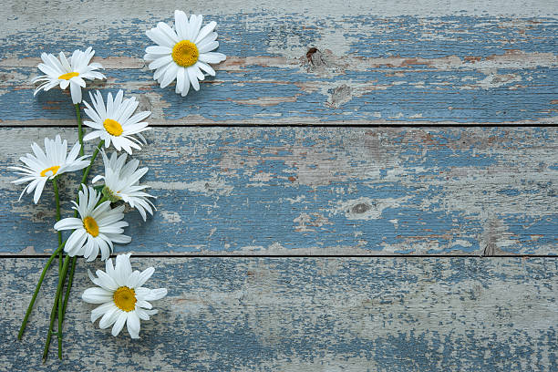 istock Daisy flowers on wooden background 589419346