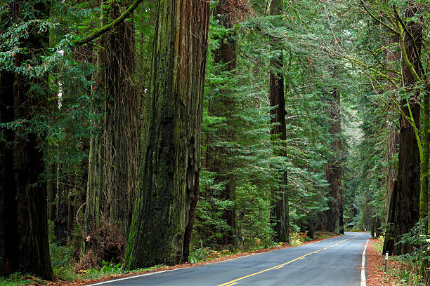 istock Road Through The Redwood Forest 589419904