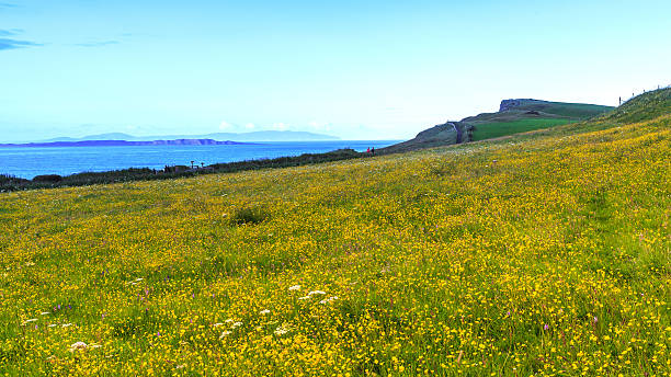 istock Yellow flowers on coast field. 589420636