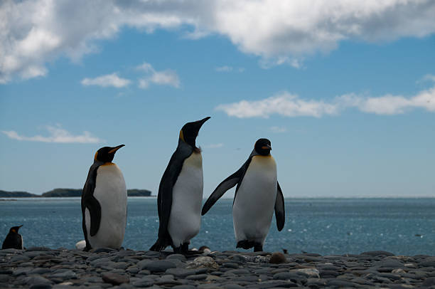 istock King Penguins on Salisbury plains 589420884