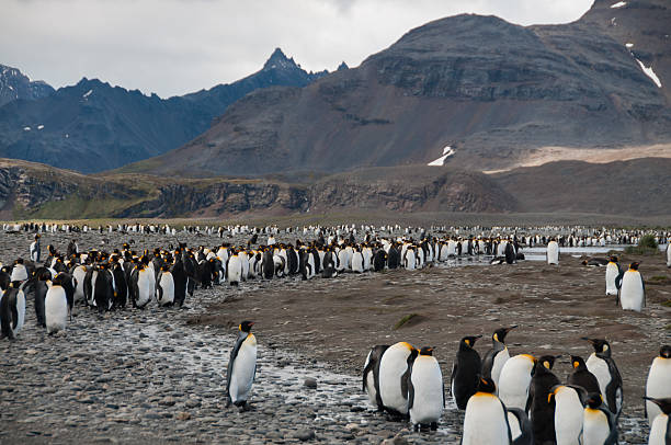 istock King Penguins on Salisbury plains 589420948