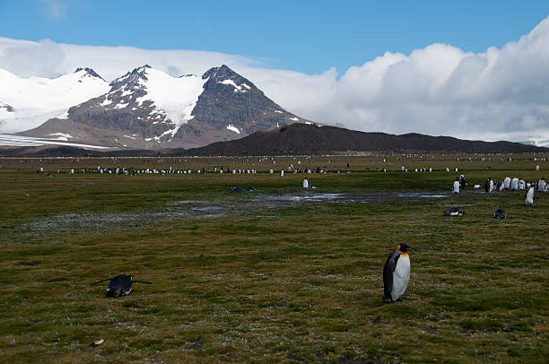 istock King Penguins on Salisbury plains 589421020