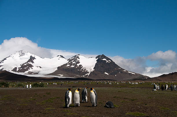 istock King Penguins on Salisbury plains 589421174