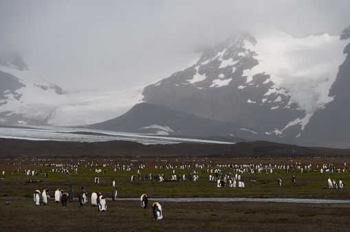 During a light snowfall, a Gentoo penguin colony lives amid mountains and shoreline on Cuverville Island, Antarctica.