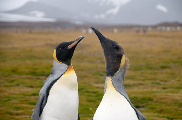 istock King Penguins on Salisbury plains 589421794