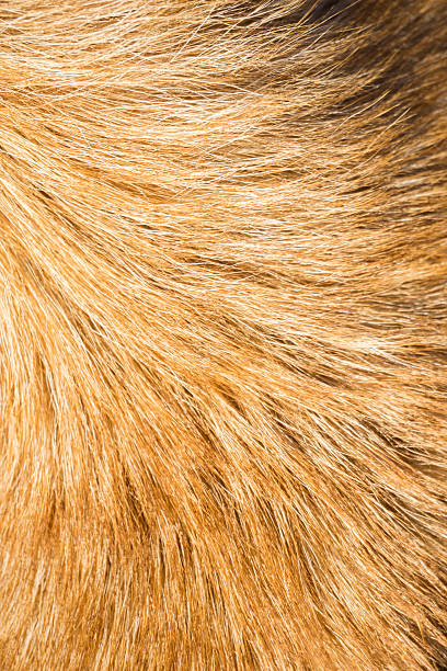 istock Close up dog hair 589421930