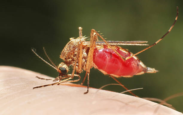 Feeding mosquito stock photo