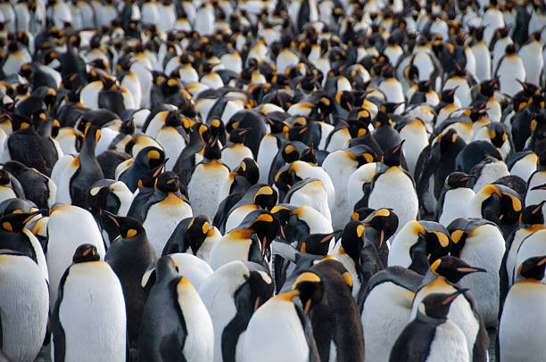 istock King Penguins on Gold Harbour 589422102